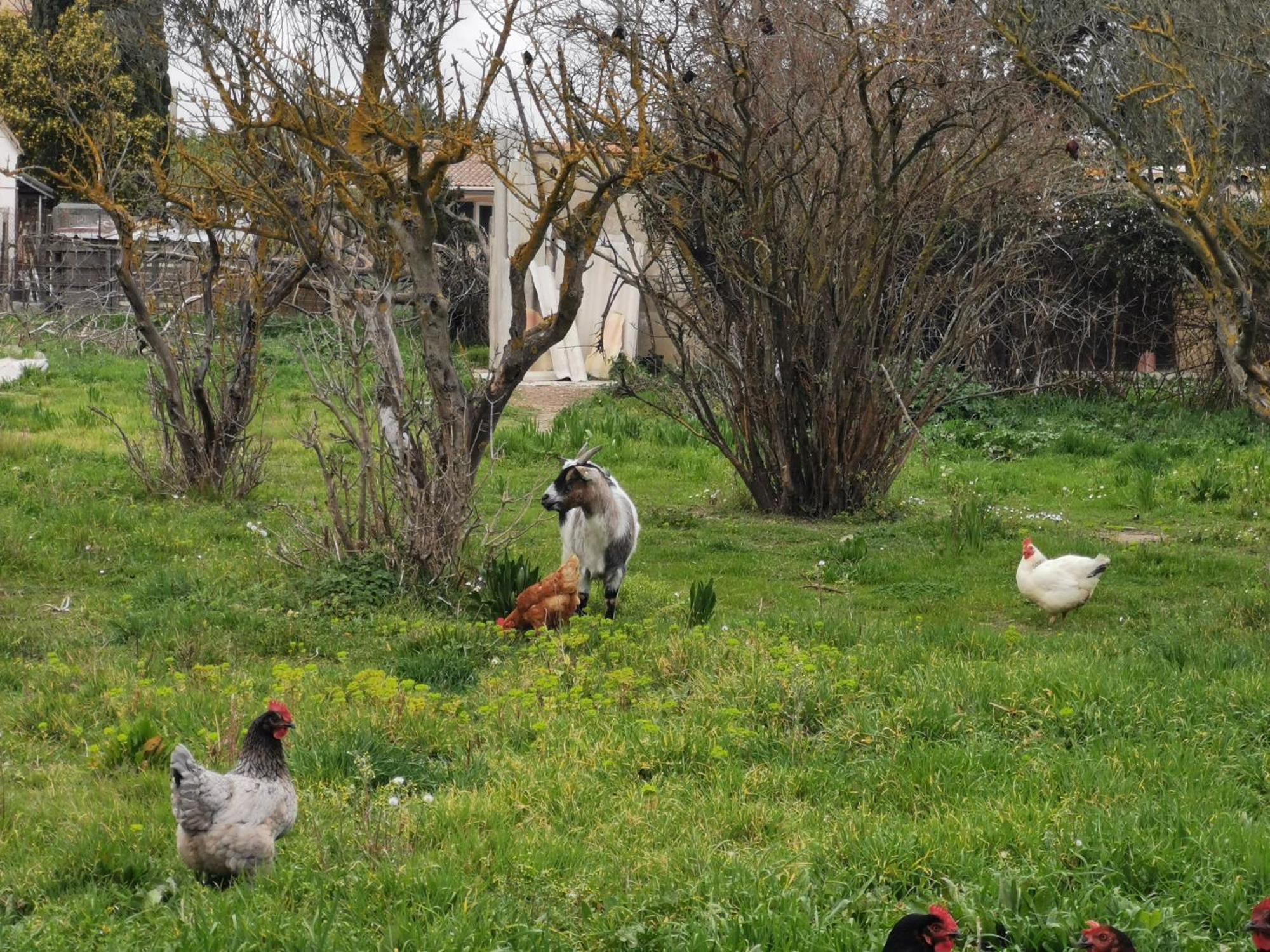 La Petite Maison Arles Eksteriør billede